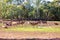 A Herd Of Addax Grazing