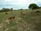 Herd of adorable deer grazing in a field with green trees on the background under the cloudy sky