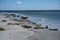 Herd of adorable sea lions lying on the coast of the sea