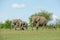 Herd of adult, adolescent and baby elephants