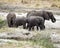 Herd adult and child elephants walking