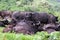 Herd of Afican Buffalo in Serengeti