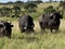 Herd of Afican Buffalo in Serengeti