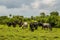 Herd of Afican cows stand on the grass near tall bushes