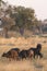 Herd of African Buffalo