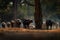 Herd of African Buffalo, Cyncerus cafer, in the dark forest, Mana Pools, Zimbabwe in Africa. Wildlife scene from Africa nature.