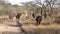 Herd of African Buffalo, Kruger National Park