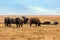 Herd of African buffalo (Syncerus caffer) in a grassy field under a cloudy sky