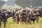 Herd of African Buffalo  Syncerus caffer, Queen Elizabeth National Park, Uganda.