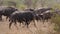 Herd of African buffalo walking on a dusty savannah in the dry season