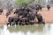 Herd of African buffalo at waterhole.