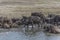 Herd of African Buffaloes