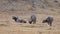 A herd of African buffaloes on a green plain