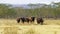 A herd of African buffaloes on a green plain