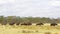 A herd of African buffaloes on a green plain