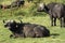 A Herd of African Buffaloes in Masai Mara National Park in Kenya, Africa