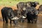 A Herd of African Buffaloes in Masai Mara National Park in Kenya, Africa