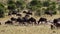 A herd of African Buffalos grazing in a savanna.