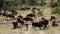 A herd of African Buffalos grazing in a savanna.