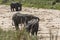 Herd of African Bush elephants