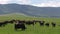 Herd of African cape buffalos