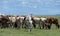 Herd of african cattle grazing on Masai Mara plains