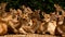 Herd of African deer at Taman Safari Indonesia