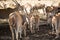 A herd of African deers in the wild. Mauritius.