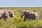 Herd of African Elephant Feeding in Savannah, Botswana