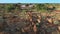 herd of african Elephant walking on a path