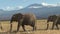 Herd of African elephants