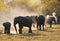 Herd of african elephants