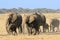 The herd of african elephants