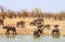 Herd of African elephants at an African Waterhole