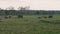 Herd Of African Elephants Antelopes Monkeys Zebras Graze On A Green Meadow