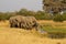 Herd of African Elephants Drinking