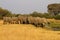 Herd of African Elephants Drinking