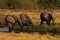 Herd of African Elephants Drinking