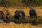 Herd of African Elephants Drinking