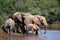 Herd of African elephants drinking