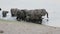 Herd of African elephants drinking at a muddy waterhole