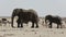 Herd of African elephants drinking at a muddy waterhole