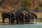 A herd of African elephants drinking at a waterhole lifting their trunks, Chobe National park, Botswana, Africa