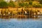 A herd of African elephants drinking at a waterhole lifting their trunks, Chobe National park, Botswana, Africa. Wildlife scene wi