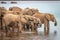 A herd of african elephants drinking at a waterhole, Pilanesberg National Park, South Africa.