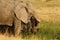 Herd of African Elephants Feeding