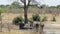 herd of African elephants and giraffes at waterhole