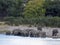 Herd of African elephants at Lake Horseshoe in Bwabwata, Namibia