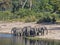 Herd of African elephants at Lake Horseshoe in Bwabwata, Namibia