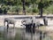 Herd of African elephants at Lake Horseshoe in Bwabwata, Namibia